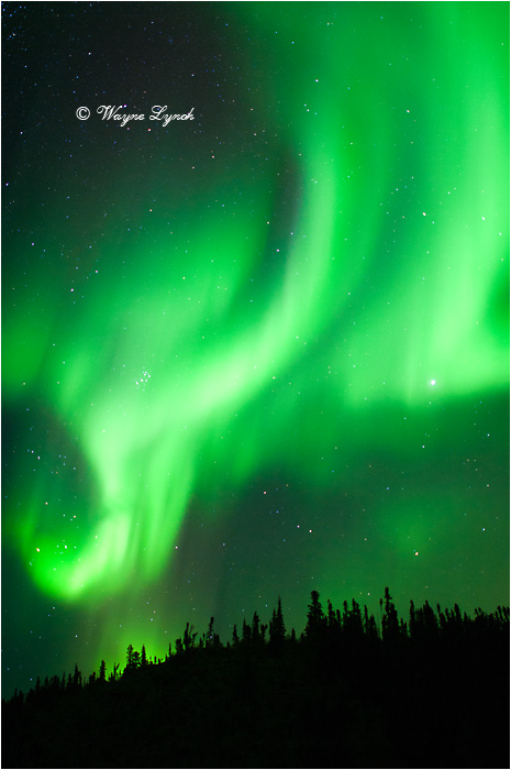 Aurora Borealis by Dr. Wayne Lynch &copy;